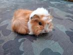 Een supermooi peruvian, Dieren en Toebehoren, Knaagdieren, September, Mannelijk, Cavia