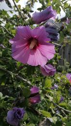 Hibiscus jonkies struikjes ongeveer 50 cm hoog paars bloemen, Tuin en Terras, Planten | Struiken en Hagen, Ophalen, Overige soorten