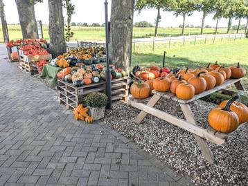 Diverse soorten pompoenen & kalebassen  beschikbaar voor biedingen
