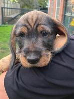 Prachtige gezonde ruwharige teckel pups, Dieren en Toebehoren, Honden | Teckels en Dashonden, Standaard, Reu, CDV (hondenziekte)