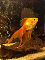 5 goudvis, Dieren en Toebehoren, Vis, Zoutwatervis, Schoolvis