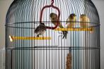 Kanarie, man en pop, juni en juli 2025, Dieren en Toebehoren, Vogels | Kanaries, Meerdere dieren, Zangkanarie