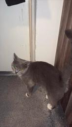 Britse/europesekorthaar mix, Dieren en Toebehoren, Katten en Kittens | Raskatten | Korthaar, Kater, 0 tot 2 jaar