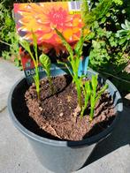 Mooie Dahlia planten, voorgekweekt. Tuinplant, snijbloem, Verzenden, Zomer, Overige soorten, Volle zon
