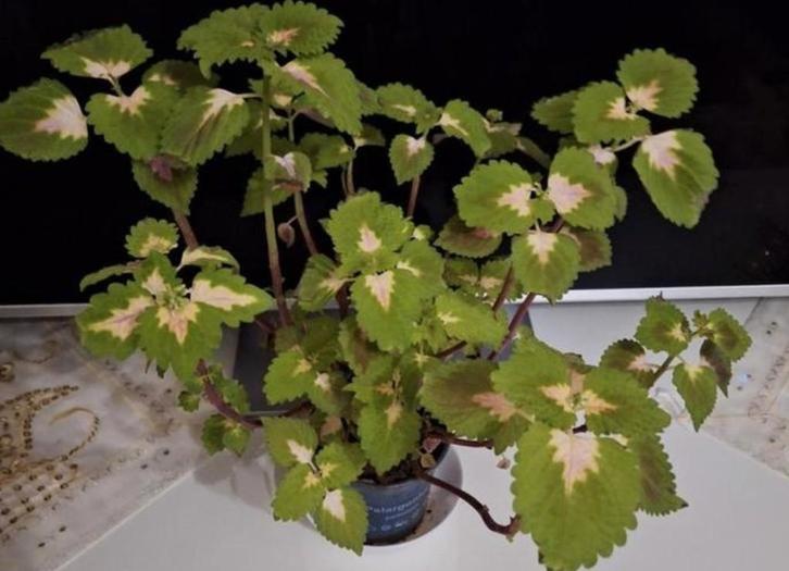 Coleus Plant in Pot, Huis en Inrichting, Kamerplanten, Overige soorten, Minder dan 100 cm, Groene kamerplant, Halfschaduw, In pot