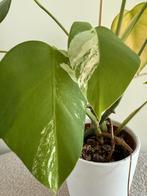 Monstera Variegata - 3 planten in pot!, Ophalen, Volle zon, Vaste plant, Bloeit niet