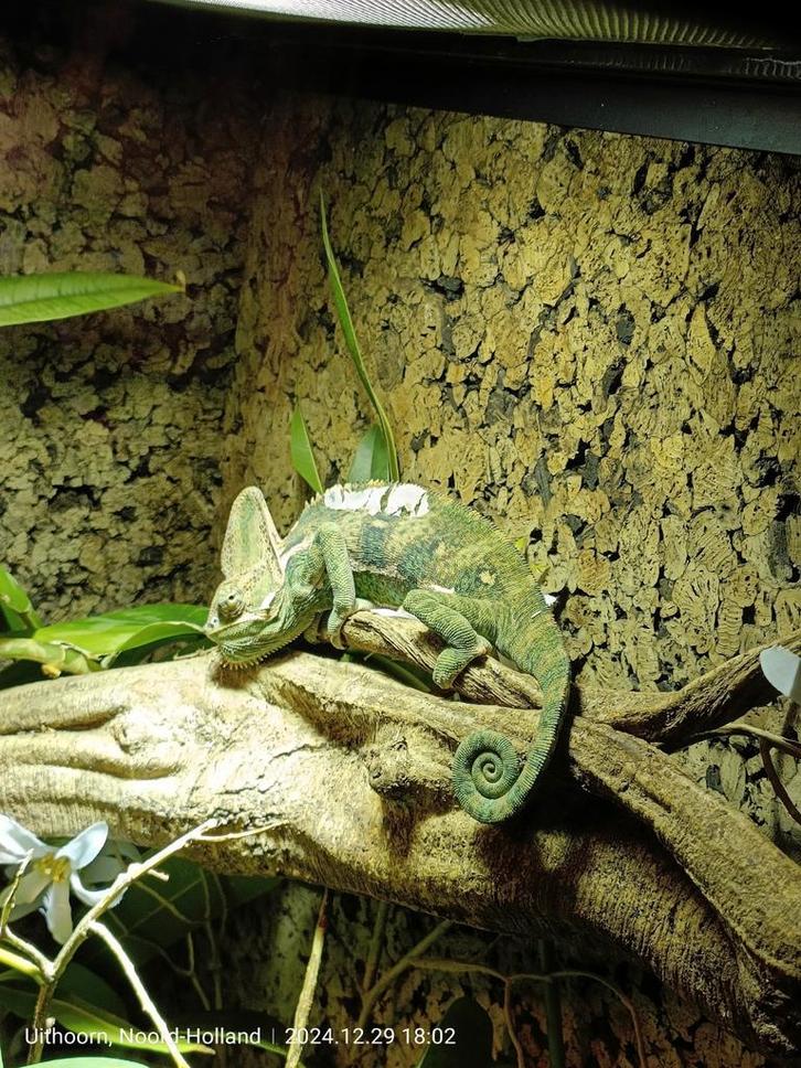 Compleet werkend terrarium., Dieren en Toebehoren, Reptielen en Amfibieën, Overige soorten, 0 tot 2 jaar, Met terrarium