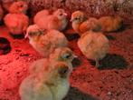 10 kuikens orpington buff, Dieren en Toebehoren, Pluimvee, Geslacht onbekend, Kip