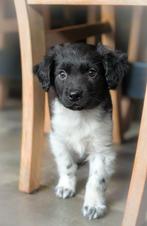 Lieve raszuivere Friese Stabij pups mogen bijna verhuizen, Dieren en Toebehoren, Parvo, Overige rassen, 8 tot 15 weken, Meerdere