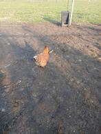 Wyandotte, Dieren en Toebehoren, Pluimvee