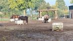 Pensionstal, super grote paddock, track, wei, aan bos, Dieren en Toebehoren, Stalling en Weidegang, Weidegang, 2 of 3 paarden of pony's