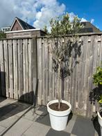 Olijfboom in pot, 100 tot 250 cm, Olijfboom, Ophalen, Volle zon