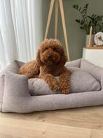 Medium labradoodle pups - rood abrikoos kleur, Dieren en Toebehoren, Overige rassen, CDV (hondenziekte), 8 tot 15 weken, Meerdere