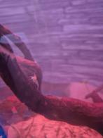 Uitgeselecteerde blue dream garnalen, Dieren en Toebehoren, Vissen | Aquariumvissen, Kreeft, Krab of Garnaal