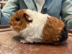 Te koop, jonge caviaatjes, Dieren en Toebehoren, Knaagdieren, Cavia, November, Meerdere dieren, Tam