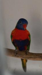 Lori van de blauwe bergen, Dieren en Toebehoren, Papegaai