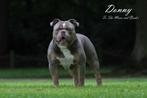 old english bulldog dekreu, Dieren en Toebehoren, Reu, 1 tot 2 jaar, Bulldog, Meerdere