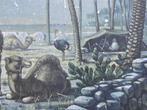 Vintage schoolplaat poster; struisvogel IJwit, dadelpalmen, Antiek en Kunst, Ophalen of Verzenden, Natuur en Biologie