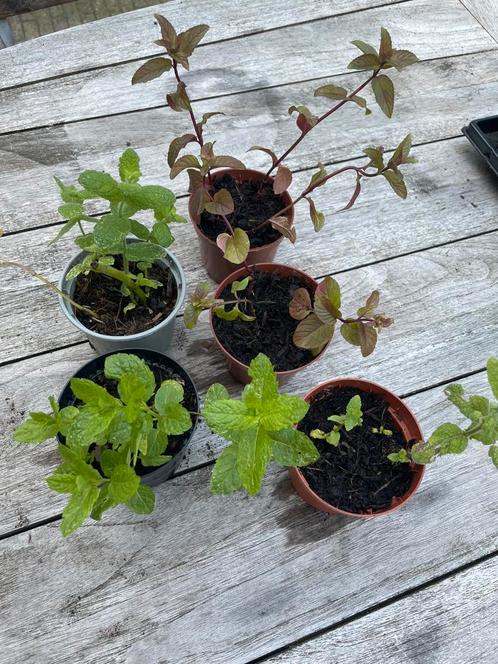 🌿 Biologische munt wollige, ananasmunt, lavendelmunt, Tuin en Terras, Planten | Tuinplanten, Kruiden, Volle zon, Zomer, Ophalen