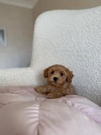 Premium maltipoo micro teefje f1, Particulier, Rabiës (hondsdolheid), Overige rassen, 8 tot 15 weken