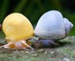 Gezocht blauwe appelslakken!!!, Slak of Weekdier, Zoetwatervis