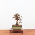 Bonsai Zelkova Nire 'kurk iep', Tuin en Terras, Planten | Bomen, In pot, Minder dan 100 cm, Halfschaduw, Overige soorten