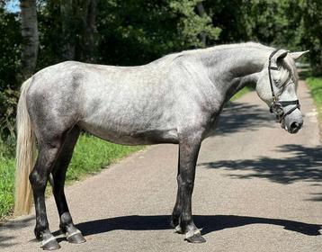 Leuke Connemara D-pony ! beschikbaar voor biedingen