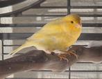 Waterslager man uit 2025 (geringd), Dieren en Toebehoren, Mannelijk, Zangkanarie