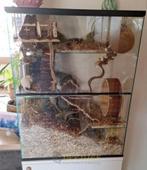 Glazen knaagdier verblijf/gerbilarium, Kooi, Gebruikt, 60 tot 90 cm, Minder dan 75 cm