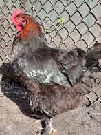 Te koop mooie marans, Vrouwelijk, Kip