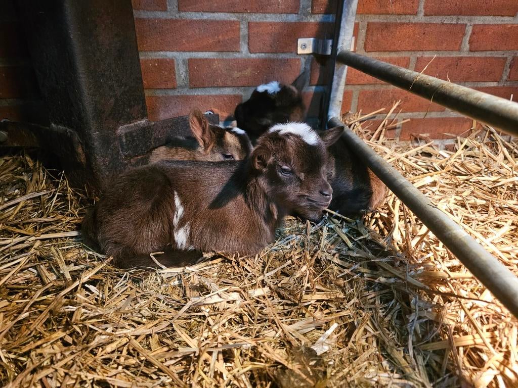 Dwerggeiten met lammetjes, Dieren en Toebehoren, Schapen, Geiten en Varkens, Meerdere dieren, Geit