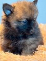 Beeldschone Pomeriaan ( Keeshondje ) pups in div kleuren., Dieren en Toebehoren, Honden | Chihuahua's en Gezelschapshonden, Nederland