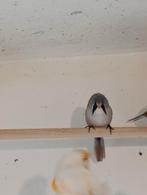 Baardmannetje, Dieren en Toebehoren, Mannelijk, Wildzangvogel, Geringd