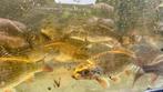 Koi x schubkarpers, Dieren en Toebehoren, Vissen | Vijvervissen, Karper of Koi