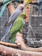 halsbandparkiet, Dieren en Toebehoren, Parkiet