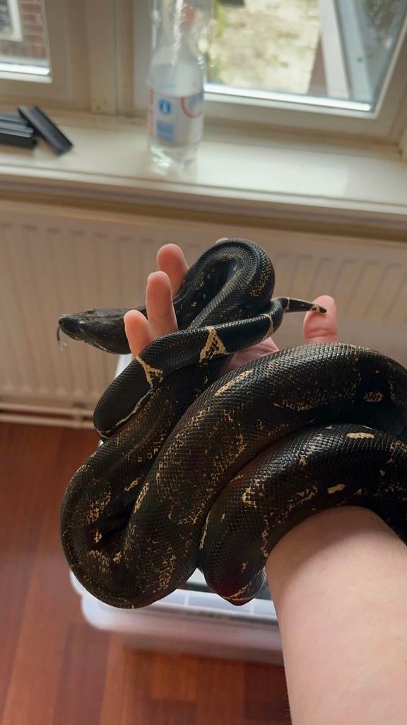 Img Fire 1.0 boa 2022 Boa Constrictor - male for sale from MDil