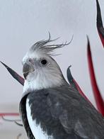 Valkparkiet met kooi, Dieren en Toebehoren, Mannelijk, Parkiet, Geringd