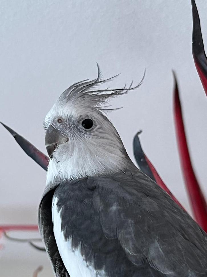 Valkparkiet met kooi, Dieren en Toebehoren, Vogels | Parkieten en Papegaaien, Parkiet, Mannelijk, Geringd