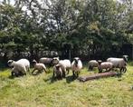 Hampshir down stamboek., Dieren en Toebehoren, Schapen, Geiten en Varkens, Meerdere dieren, Schaap