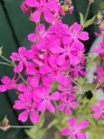 Zaden Pekbloem - Silene armeria 2025, Ophalen of Verzenden, Voorjaar, Volle zon, Zaad