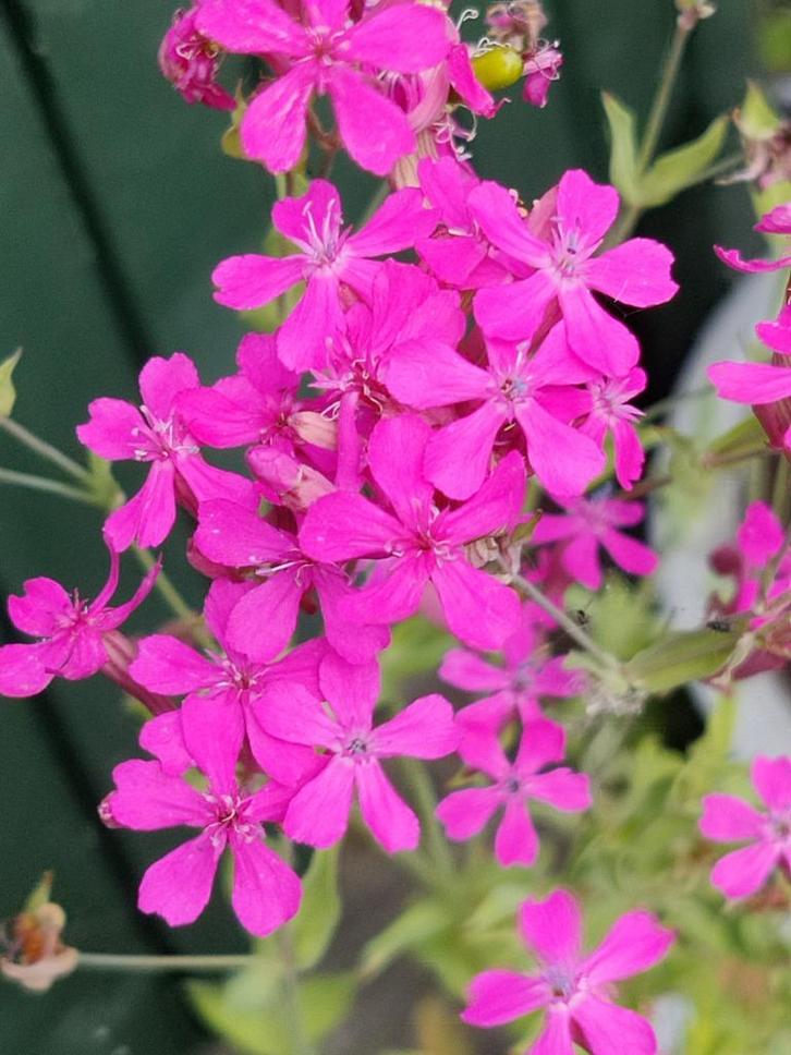 Zaden Pekbloem - Silene armeria 2025, Tuin en Terras, Bloembollen en Zaden, Zaad, Voorjaar, Volle zon, Ophalen of Verzenden