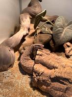 Varanus acanthurus yellow ackie vrouw, Slang, 3 tot 6 jaar