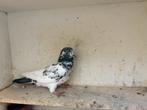 Sierduiven, Dieren en Toebehoren, Meerdere dieren, Overige soorten