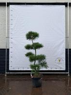 Pinus pon pon, Ophalen, Zo goed als nieuw, 200 cm of meer, 150 tot 200 cm