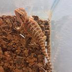 Baardagaam (laatste 2!!), Dieren en Toebehoren, Hagedis, Tam, 0 tot 2 jaar