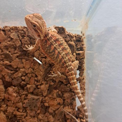 Baardagaam (laatste 2!!), Dieren en Toebehoren, Reptielen en Amfibieën, Hagedis, 0 tot 2 jaar, Tam