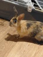 Japanse baby konijn, Dieren en Toebehoren, Konijnen, Mannelijk, Middelgroot