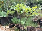 Amorphophallus konjac, Ophalen, Zomer, Overige soorten, Volle zon