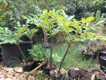 Amorphophallus konjac beschikbaar voor biedingen