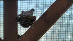 Jonge diamantduifjes, Dieren en Toebehoren, Vogels | Duiven, Meerdere dieren, Overige soorten